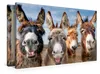 Premium Textil-Leinwand 90x60cm quer Vier Eselfreunde | Produktbild-Vorschau 5