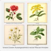 MenthaVigo Lungenkraut & Eukalyptus Kapseln - 11 Produktbild-Vorschau 7