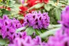 Rhododendron Hybr. 'Pfauenauge', Rhododendron, 50–60 cm, Produktbild-Vorschau 10