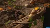 A snail is crawling on a fallen branch in a forest setting, with pinecones and leaves scattered around. Produktbild-Vorschau