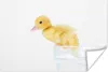 MuchoWow® Poster Baby-Ente klettert aus einer Wanne 60x40 Produktbild-Vorschau 1