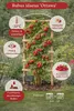 Lampone 'Ottawa' Lampone autunnale 30-35 cm – Rubus idaeus Anteprima dell’immagine prodotto 5