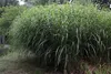 Stauden Gänge 1 x Miscanthus sinensis 'Little Zebra' im 1 Produktbild-Vorschau 7