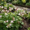 Bloomique - Lot de 3 - Géranium macrorrhizum ‘Spessart’ - Voir les images du produit 2