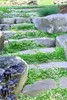 Stauden Gänge 100 x Isotoma fluviatilis 'White' - Weißer Produktbild-Vorschau 3