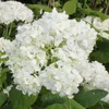 2 x  Hortensia  - Hydrangea arborescens 'Grandiflora'  | Voir les images du produit 1