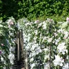 Rows of apple trees in bloom, with white and pink flowers and green leaves. Produktbild-Vorschau
