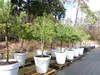Pinus Pinea Mittelmeerkiefer 250 cm inkl. Pflanzkübel Ø80cm Produktbild-Vorschau 5