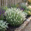 6x Lavandula ang. Edelweiss P9 H20 Produktbild-Vorschau 1