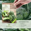 Brokkoli Samen (Calabrese, 50 Korn) - Brokkoli Saatgut aus Produktbild-Vorschau 2