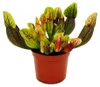 Roślina rurkowata – Sarracenia purpurea Hybr. – Roślina Podgląd zdjęcia produktu 1