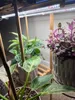 4x T5 LED Pflanzenlampe Vollspektrum Pflanzenlicht Produktbild-Vorschau 5