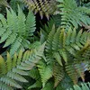 6 x Červená závojenka - Dryopteris erythrosora | květináč 9 Náhled obrázku produktu 1