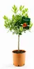Citrus × clementina 80-100 cm Clementine - Klementine - Podgląd zdjęcia produktu 1