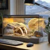 Terrario Lebka Sabertooth - lebka tygra do terária Náhled obrázku produktu 4