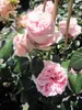 Rosa Giardina - Synonym L'Alhambra - Kletterrose - Produktbild-Vorschau 3