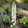3x Delphinium (P) M.Fount.Pure White P9H20 Produktbild-Vorschau 3