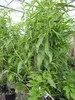 Mandelbaum Genco - Prunus amygdalus genco - Hochstamm Produktbild-Vorschau 3