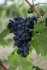 Vitis vinifera 'Erdbeertraube', Weinrebe, süß, 80–100 cm Produktbild-Vorschau 2