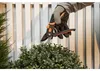 BLACK+DECKER Gartenschere 20,3 cm gehärtete Stahlklingen 13 Produktbild-Vorschau 4