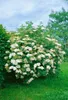 Sambucus nigra, Schwarzer Holunder, 40–60 cm Produktbild-Vorschau 13