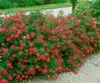 Spiraea japonica 'Anthony Waterer', Rote Sommerspiere, Produktbild-Vorschau 11