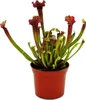 Pianta tubolare - Sarracenia "Judith" - Pianta carnivora - Anteprima dell’immagine prodotto 1
