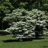 2 x  Schneeball  - Viburnum plicatum 'Summer Snowflake'  | Produktbild-Vorschau 2