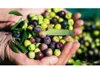 Kanakis | Kalamata-Oliven - 300 G - Mit Stein - Fleischig Produktbild-Vorschau 3