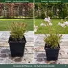 Stauden Gänge 3 x Gaura lindheimeri 'Whirling Butterflies' Produktbild-Vorschau 5
