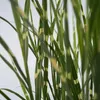 Chinaschilf - 2 Stk - Miscanthus 'Zebrinus' - Höhe 20-30cm Produktbild-Vorschau 3