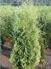 Lebensbaum Thuja Brabant 120-140 cm, 8x Heckenpflanze Produktbild-Vorschau 4