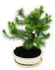 Bonsai – Pinus halepensis – sosna alepska – około 9 lat Podgląd zdjęcia produktu 2