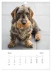 Dackel(augen)blicke (Wandkalender 2027 DIN A4 hoch), Produktbild-Vorschau 6