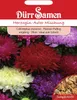 Herzoginaster Mischung | Herzoginasternsamen von Dürr Samen Produktbild-Vorschau 4