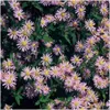 Plants by Frank | 6 Aster Pflanzen | Aster Ageratoides Produktbild-Vorschau 3