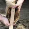 HKM Hufschuh Schwarz 4 Produktbild-Vorschau 9