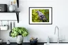 MuchoWow® MuchoWow® Gerahmtes Poster Eine bunte Wildtaube Produktbild-Vorschau 4