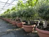 Olivenbaum Bonsai 100 - 120 cm Formgehölz, Olive Produktbild-Vorschau 3