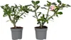 Wüstenrose - 2 Stk - Adenium obesum - Höhe 30-45cm - ⌀13cm Produktbild-Vorschau 1