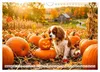 Cavalier King Charles Spaniel - Ein Jahr voller Erlebnisse Produktbild-Vorschau 13