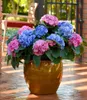 BALDUR Garten 1x Winterharte Freiland-Hortensie L.A. Produktbild-Vorschau 5
