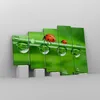 Bild auf Leinwand - Leinwandbild - Marienkäfer Wasser Grün Produktbild-Vorschau 4