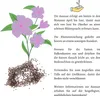 Blumensamen Balkonkasten Mischung - Farbenfrohe Blumen mit Produktbild-Vorschau 5