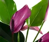 Dehner Waterplant Flamingoblume, Anthurium Zizou, Produktbild-Vorschau 3