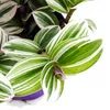Trzy kwiaty mistrzowskie – Tradescantia „White” – łatwa w Podgląd zdjęcia produktu 3