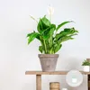 Bloomique - Spathiphyllum Torelli - Friedenslilie - Produktbild-Vorschau 2