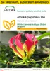 SAFLAX Kultivační sada - Africká popínavá lilie - Gloriosa Náhled obrázku produktu 1