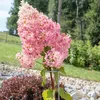 KADAX supporto per fiori e rose, piante, acciaio, 90 cm Anteprima dell’immagine prodotto 7