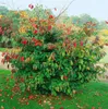 Parrotia persica, Eisenholzbaum, 60–80 cm, leuchtend rote Produktbild-Vorschau 9